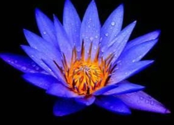 Blue Lotus 100:1 extract